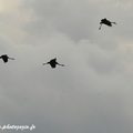 Grue cendrée, Grus grus, Common Crane