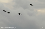 Grue cendrée, Grus grus, Common Crane