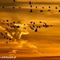 Grue cendrée, Grus grus, Common Crane