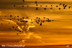 Grue cendrée, Grus grus, Common Crane