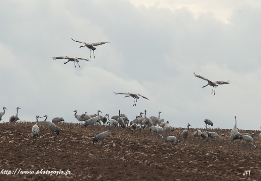 Grue cendrée, Grus grus, Common Crane
