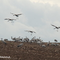 Grue cendrée, Grus grus, Common Crane