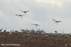 Grue cendrée, Grus grus, Common Crane