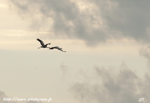 Grue cendrée, Grus grus, Common Crane