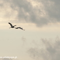 Grue cendrée, Grus grus, Common Crane