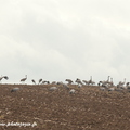 Grue cendrée, Grus grus, Common Crane