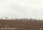 Grue cendrée, Grus grus, Common Crane