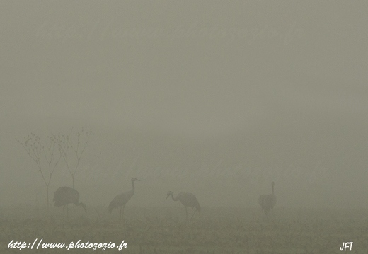 Grue cendrée, Grus grus, Common Crane