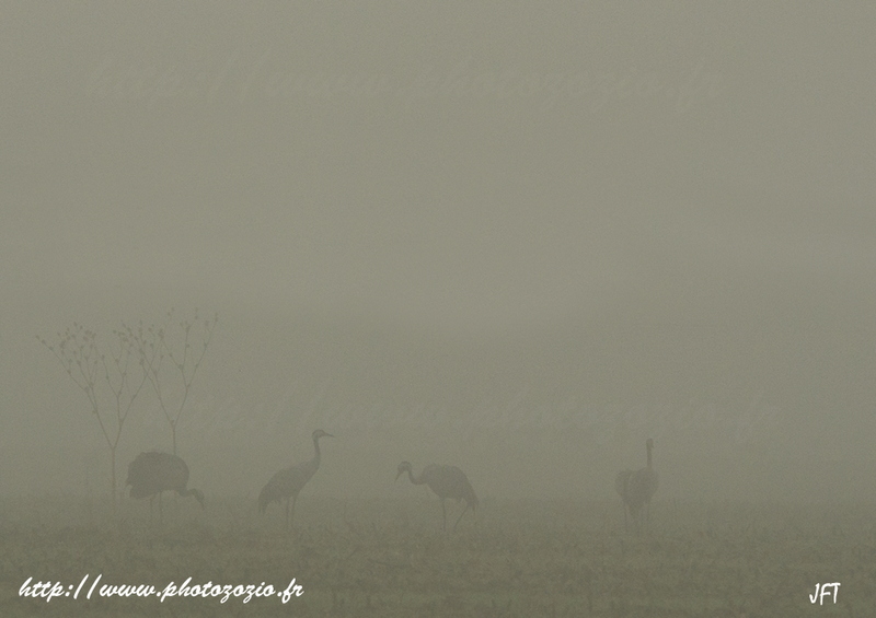 Migration, hivernage des Grues cendrées dans les Landes de Gascogne à Arjuzanx. _DSC3149a.jpg