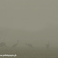 Grue cendrée, Grus grus, Common Crane