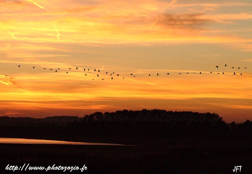 Grue cendrée, Grus grus, Common Crane
