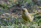 Verdier d'Europe, Chloris chloris, European Greenfinch