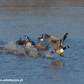 Bernache du Canada, Branta canadensis, Canada Goose