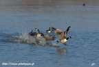 Bernache du Canada, Branta canadensis, Canada Goose