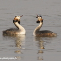 Grèbe huppé, Podiceps cristatus, Great Crested Grebe