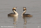 Grèbe huppé, Podiceps cristatus, Great Crested Grebe
