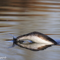 Grèbe huppé, Podiceps cristatus, Great Crested Grebe