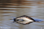 Grèbe huppé, Podiceps cristatus, Great Crested Grebe