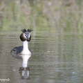 Grèbe huppé, Podiceps cristatus, Great Crested Grebe