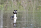 Grèbe huppé, Podiceps cristatus, Great Crested Grebe