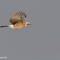 Geai des chênes, Garrulus glandarius, Eurasian Jay