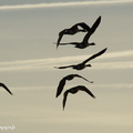 Bernache du Canada, Branta canadensis, Canada Goose 