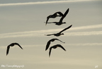 Bernache du Canada, Branta canadensis, Canada Goose 