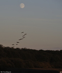 Bernache du Canada, Branta canadensis, Canada Goose 