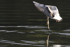 Mouette rieuse, Chroicocephalus ridibundus, Black-headed Gull