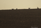 Chevreuil, Capreolus capreolus, European Roe Deer