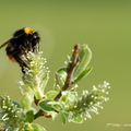 Bourdon terrestre, Bombus terrestris