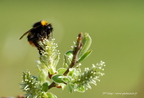 Bourdon terrestre, Bombus terrestris