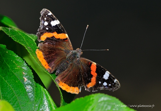 Vulcain, Vanessa atalanta