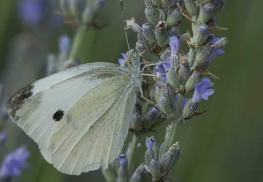 Piéride du chou, Pieris brassicae