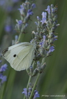 Piéride du chou, Pieris brassicae