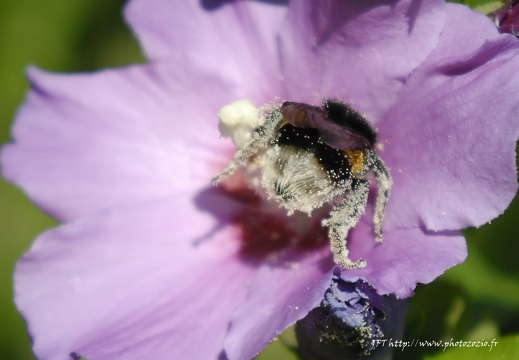 Bourdon terrestre, Bombus terrestris