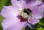 Bourdon terrestre, Bombus terrestris