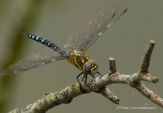 Aeschne mixte, Aeshna mixta