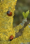 Coccinelle à 7 points, Coccinella septempunctata