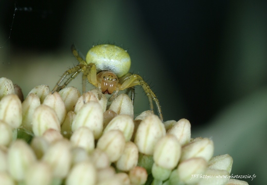 Épeire concombre, Araniella cucurbitina
