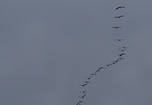 Grue cendrée, Grus grus, Common Crane