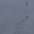 Grue cendrée, Grus grus, Common Crane