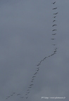 Grue cendrée, Grus grus, Common Crane