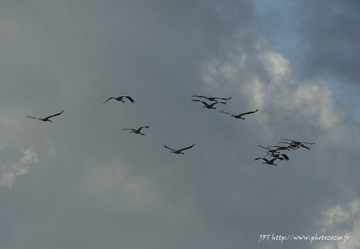 Grue cendrée, Grus grus, Common Crane