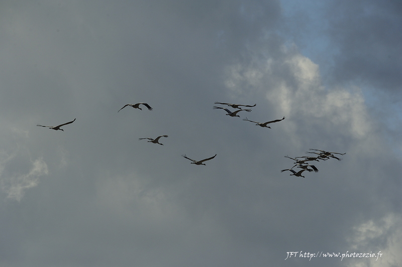Grue cendrée, Grus grus, Common Crane _DSC3474.jpg