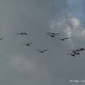 Grue cendrée, Grus grus, Common Crane