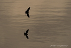 Hirondelle rustique, Hirundo rustica, Barn Swallow