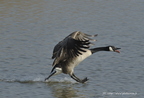 Bernache du Canada, Branta canadensis, Canada Goose 