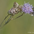 Bourdon terrestre, Bombus terrestris