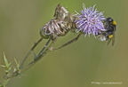 Bourdon terrestre, Bombus terrestris